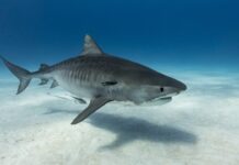 U Egiptu će od ajkule koja je ubila ruskog turistu napraviti mumiju u-egiptu-ce-od-ajkule-koja-je-ubila-ruskog-turistu-napraviti-mumiju