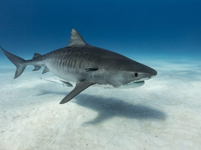 u-egiptu-ce-od-ajkule-koja-je-ubila-ruskog-turistu-napraviti-mumiju