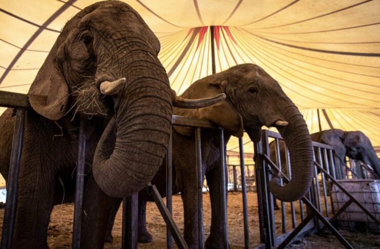 italija:slon-pobegao-iz-cirkusa,-prosetao-ulicama