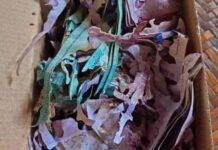 Starici iz Malezije termiti pojeli ušteđevinu za hadž starici-iz-malezije-termiti-pojeli-ustedjevinu-za-hadz