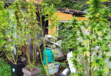 U Kragujevcu otkrivena laboratorija za proizvodnju marihuane u-kragujevcu-otkrivena-laboratorija-za-proizvodnju-marihuane