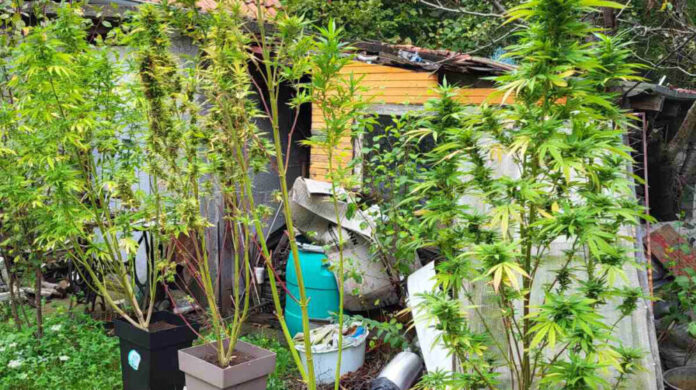 u-kragujevcu-otkrivena-laboratorija-za-proizvodnju-marihuane