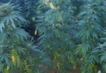 Uhapšen sa 64 biljke kanabisa uhapsen-sa-64-biljke-kanabisa