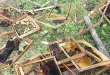 Drama bez kraja u pčelnjaku Toma iz Ivanjice: Medved svaku noć dolazi i uništava mu košnice, krupna životinja nikoga i ničega se ne boji (FOTO) drama-bez-kraja-u-pcelnjaku-toma-iz-ivanjice:-medved-svaku-noc-dolazi-i-unistava-mu-kosnice,-krupna-zivotinja-nikoga-i-nicega-se-ne-boji-(foto)