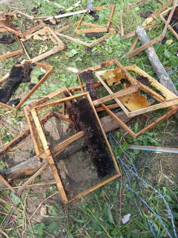 drama-bez-kraja-u-pcelnjaku-toma-iz-ivanjice:-medved-svaku-noc-dolazi-i-unistava-mu-kosnice,-krupna-zivotinja-nikoga-i-nicega-se-ne-boji-(foto)