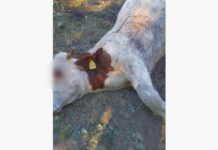 Horor na Goliji: Šakal upao na imanje meštana i zaklao bika od preko 350 kilograma, meštani u strahu ne znaju kome da se obrate za pomoć (FOTO) horor-na-goliji:-sakal-upao-na-imanje-mestana-i-zaklao-bika-od-preko-350-kilograma,-mestani-u-strahu-ne-znaju-kome-da-se-obrate-za-pomoc-(foto)