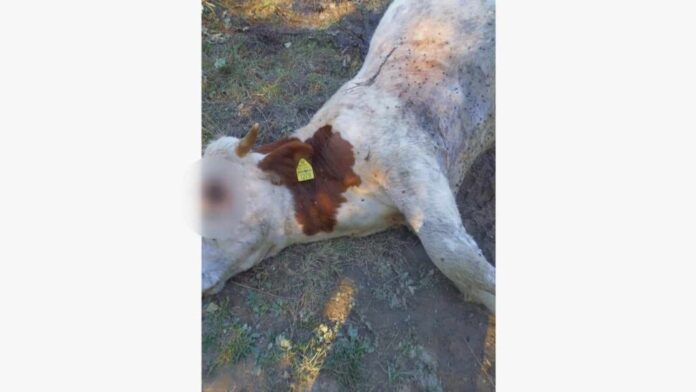 horor-na-goliji:-sakal-upao-na-imanje-mestana-i-zaklao-bika-od-preko-350-kilograma,-mestani-u-strahu-ne-znaju-kome-da-se-obrate-za-pomoc-(foto)