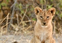 Protiv Subotičanke koja je držala mladunče lava biće podnete krivične prijave, držala još zabranjenih životinja protiv-suboticanke-koja-je-drzala-mladunce-lava-bice-podnete-krivicne-prijave,-drzala-jos-zabranjenih-zivotinja