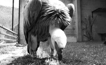 Nesreća u Bugarskoj, nastradala čuvena Jefimija koja je preletela pola sveta: Ženku beloglavog supa sa Uvca udarila struja nesreca-u-bugarskoj,-nastradala-cuvena-jefimija-koja-je-preletela-pola-sveta:-zenku-beloglavog-supa-sa-uvca-udarila-struja