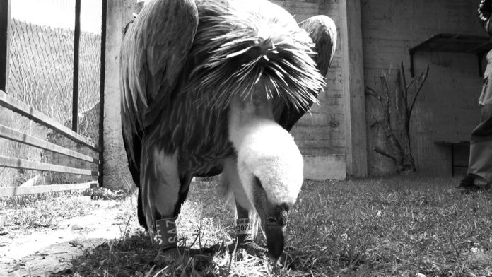 nesreca-u-bugarskoj,-nastradala-cuvena-jefimija-koja-je-preletela-pola-sveta:-zenku-beloglavog-supa-sa-uvca-udarila-struja nesreca-u-bugarskoj,-nastradala-cuvena-jefimija-koja-je-preletela-pola-sveta:-zenku-beloglavog-supa-sa-uvca-udarila-struja