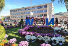 Novi Pazar u jesenjem ruhu: 300 hrizantema krasi grad novi-pazar-u-jesenjem-ruhu:-300-hrizantema-krasi-grad