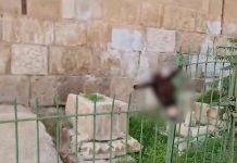 Fanatični Jevrej objesio magareću glavu na muslimanskom mezarju u blizini džamije Al-Aksa fanaticni-jevrej-objesio-magarecu-glavu-na-muslimanskom-mezarju-u-blizini-dzamije-al-aksa