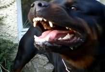 Južna Koreja zabranjuje trgovinu i konzumiranje psećeg mesa juzna-koreja-zabranjuje-trgovinu-i-konzumiranje-pseceg-mesa