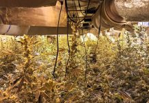 Požarevac:Uhapšen zbog neovlašćene proizvodnje i stavljanja u promet droge pozarevac:uhapsen-zbog-neovlascene-proizvodnje-i-stavljanja-u-promet-droge