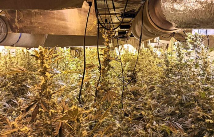 pozarevac:uhapsen-zbog-neovlascene-proizvodnje-i-stavljanja-u-promet-droge