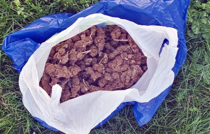 na-obali-kanala-morace-pronadjeno-57-kilograma-marihuane