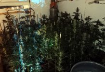 Priveden osumnjičen za nelegalni uzgoj marihuane priveden-osumnjicen-za-nelegalni-uzgoj-marihuane