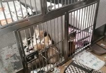 Krijumčari pasa otkriveni na Gradini, sprečen šverc 21 psa krijumcari-pasa-otkriveni-na-gradini,-sprecen-sverc-21-psa