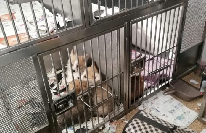 krijumcari-pasa-otkriveni-na-gradini,-sprecen-sverc-21-psa