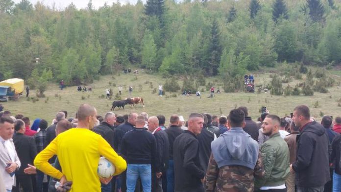 vise-hiljada-posetilaca-pratilo-borbu-bikova-u-dolovu