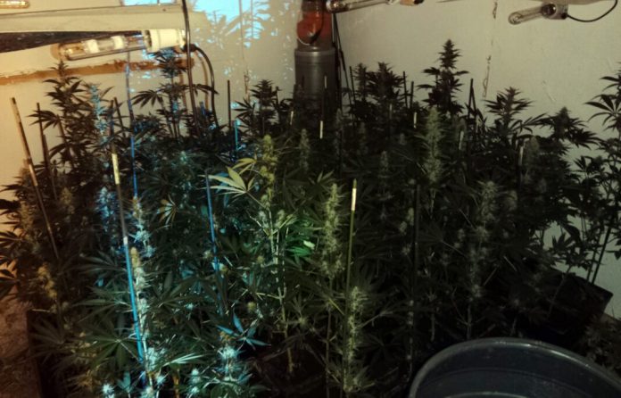 otkrivena-plantaza-marihuane-na-palama,-uhapsene-dve-osobe