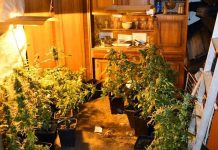 Leskovačka policija pronašla improvizovanu laboratoriju za proizvodnju marihuane leskovacka-policija-pronasla-improvizovanu-laboratoriju-za-proizvodnju-marihuane