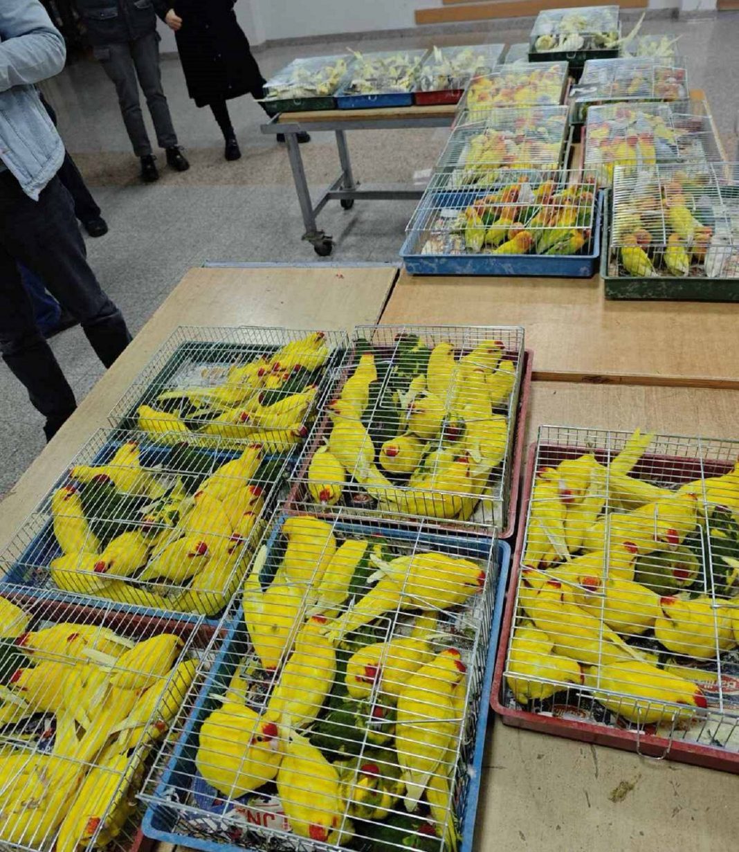 carinici-otkrili-18-kaveza-sa-papagajima-u-prtljazniku-automobila