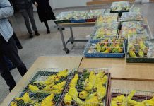 Carinici otkrili 18 kaveza sa papagajima u prtljažniku automobila carinici-otkrili-18-kaveza-sa-papagajima-u-prtljazniku-automobila