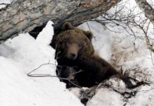 Ribariće-Raška: MEČKA napala lovočuvara, BORE MU SE ZA ŽIVOT ribarice-raska:-mecka-napala-lovocuvara,-bore-mu-se-za-zivot