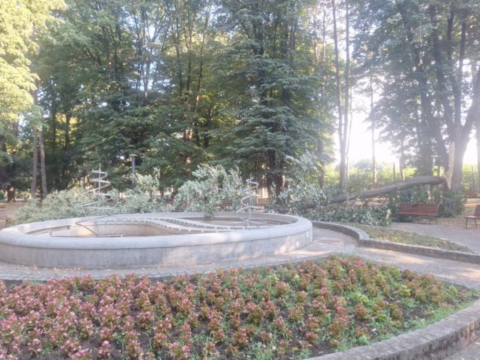 drama-u-cacku:-tokom-noci-u-parku-palo-ogromno-drvo,-prolaznici-za-dlaku-izbegli-tragediju-(foto)