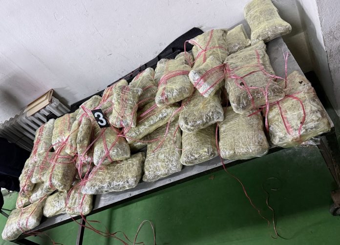 zaplenjeno-preko-55-kilograma-marihuane-(foto+video)