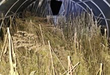 Dačić: Zaplenjeno 200 kilograma marihuane u Loznici dacic:-zaplenjeno-200-kilograma-marihuane-u-loznici