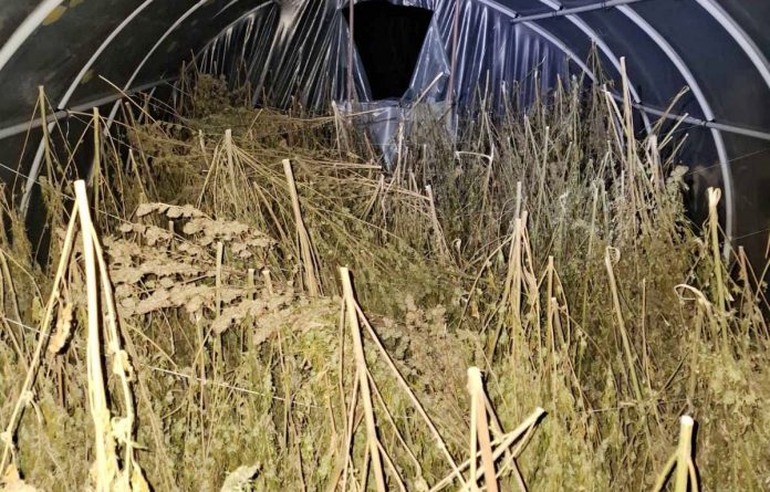 dacic:-zaplenjeno-200-kilograma-marihuane-u-loznici