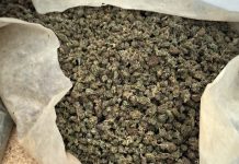 Uhapšen zbog uzgajanja marihuane: Policija zaplenila 356 kilograma droge uhapsen-zbog-uzgajanja-marihuane:-policija-zaplenila-356-kilograma-droge