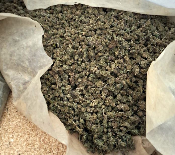 uhapsen-zbog-uzgajanja-marihuane:-policija-zaplenila-356-kilograma-droge