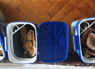 (FOTO) Zaplena narkotika u Novom Pazaru: Uhapšen mladić, droga skrivena u plafonu (foto)-zaplena-narkotika-u-novom-pazaru:-uhapsen-mladic,-droga-skrivena-u-plafonu