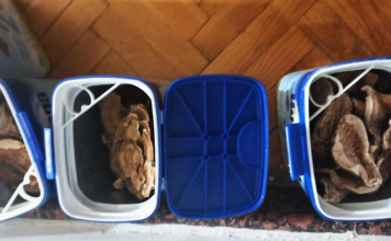 (FOTO) Zaplena narkotika u Novom Pazaru: Uhapšen mladić, droga skrivena u plafonu (foto)-zaplena-narkotika-u-novom-pazaru:-uhapsen-mladic,-droga-skrivena-u-plafonu