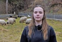 Ajla poželjela jednu ovcu – dobri ljudi joj poklonili cijelo stado /VIDEO/ ajla-pozeljela-jednu-ovcu-–-dobri-ljudi-joj-poklonili-cijelo-stado-/video/