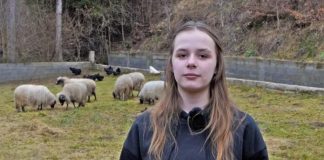 Ajla poželjela jednu ovcu – dobri ljudi joj poklonili cijelo stado /VIDEO/ ajla-pozeljela-jednu-ovcu-–-dobri-ljudi-joj-poklonili-cijelo-stado-/video/