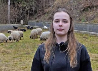 Ajla poželjela jednu ovcu – dobri ljudi joj poklonili cijelo stado /VIDEO/ ajla-pozeljela-jednu-ovcu-–-dobri-ljudi-joj-poklonili-cijelo-stado-/video/