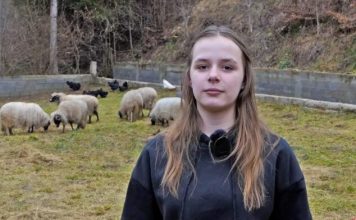 Ajla poželjela jednu ovcu – dobri ljudi joj poklonili cijelo stado /VIDEO/ ajla-pozeljela-jednu-ovcu-–-dobri-ljudi-joj-poklonili-cijelo-stado-/video/