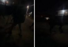 Maloljetnici brutalno pretukli dječaka (14) na putu prema džamiji, napad snimala djevojčica maloljetnici-brutalno-pretukli-djecaka-(14)-na-putu-prema-dzamiji,-napad-snimala-djevojcica