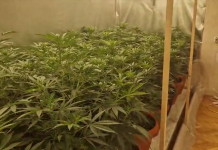(VIDEO) POLICIJA RAZBILA LABORATORIJU DROGE: U stanu gajili 180 stabljika kanabisa (video)-policija-razbila-laboratoriju-droge:-u-stanu-gajili-180-stabljika-kanabisa