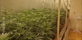 (VIDEO) POLICIJA RAZBILA LABORATORIJU DROGE: U stanu gajili 180 stabljika kanabisa (video)-policija-razbila-laboratoriju-droge:-u-stanu-gajili-180-stabljika-kanabisa