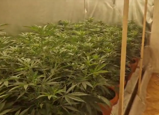 (VIDEO) POLICIJA RAZBILA LABORATORIJU DROGE: U stanu gajili 180 stabljika kanabisa (video)-policija-razbila-laboratoriju-droge:-u-stanu-gajili-180-stabljika-kanabisa