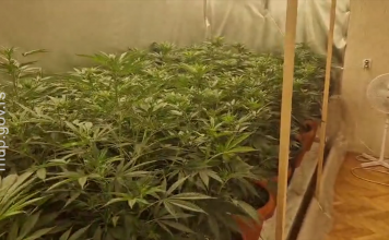 (VIDEO) POLICIJA RAZBILA LABORATORIJU DROGE: U stanu gajili 180 stabljika kanabisa (video)-policija-razbila-laboratoriju-droge:-u-stanu-gajili-180-stabljika-kanabisa