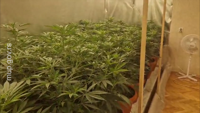 (video)-policija-razbila-laboratoriju-droge:-u-stanu-gajili-180-stabljika-kanabisa