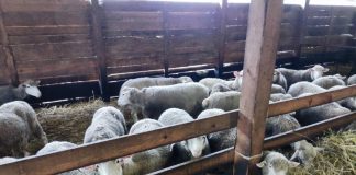 Čopor pasa lutalica napravio pustoš na imanju kod Bijelog Polja Ovce na imanju u selu Čokrlije nakon napada pasa lutalica