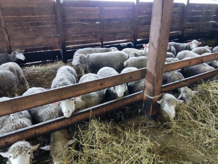 Ovce na imanju u selu Čokrlije nakon napada pasa lutalica