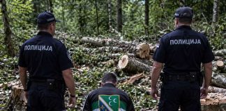Šumska krađa u Sandžaku: uhapšen prodavac drva bez dozvole Policija istražuje slučaj bespravne seče šume u Sandžaku